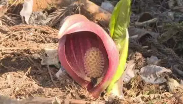 「変わった形で面白い」お坊さんが座禅を組む姿に似た「ザゼンソウ」の花が見頃　長野・阿智村の「原の平座禅草公園」に約500株