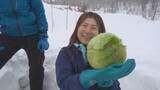 「「甘い」全国から注文！豪雪地で「雪中キャベツ」の収穫始まる　今季は1200個の出荷予定　長野・小谷村の伊折集落」の画像1