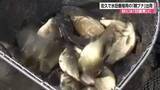 「秋には郷土食の“甘露煮”に　「親ブナ」の出荷始まる　長野・佐久市」の画像1