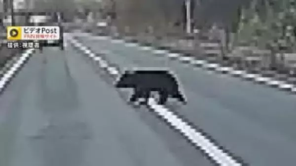 クマが子どもの通学時間に…住宅街に出没、130cmほどの成獣か　ドラレコに道路横切るクマも　目撃情報相次ぐ　住民に注意呼びかけ　長野・大町市