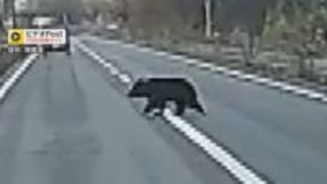 クマが子どもの通学時間に…住宅街に出没、130cmほどの成獣か　ドラレコに道路横切るクマも　目撃情報相次ぐ　住民に注意呼びかけ　長野・大町市
