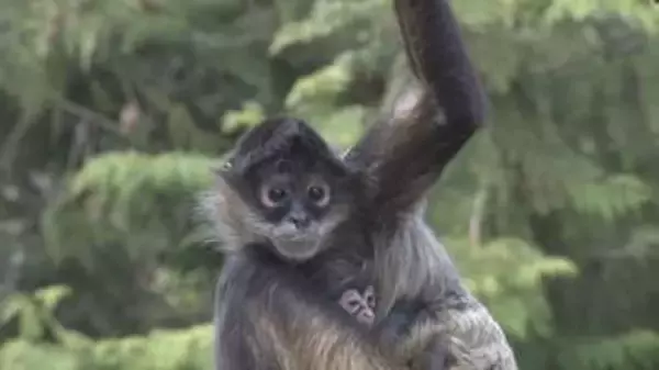 赤ちゃんがお母さんにしがみついて離れない　ジェフロイクモザル、二ホンアナグマの赤ちゃん、アカツクシガモのヒナがすくすく成長　長野市の茶臼山動物園