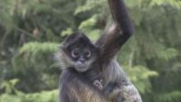 赤ちゃんがお母さんにしがみついて離れない　ジェフロイクモザル、二ホンアナグマの赤ちゃん、アカツクシガモのヒナがすくすく成長　長野市の茶臼山動物園