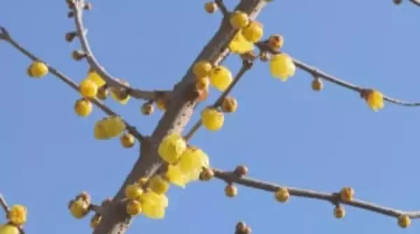 春の足音　飯田市で「ロウバイ」の開花進む　長野県内各地で3月上旬から中旬並みの陽気