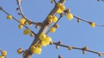 春の足音　飯田市で「ロウバイ」の開花進む　長野県内各地で3月上旬から中旬並みの陽気