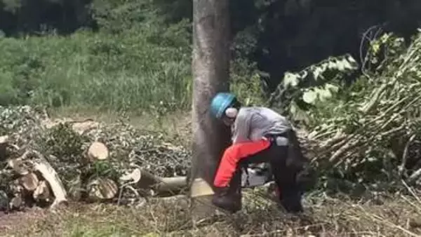 住民3人がクマに襲われる被害　河川敷で草木の伐採　「クマは裸で姿を現すことを非常に嫌がる」　隠れ場所や通り道をなくして「人里への出没抑止につながれば」　長野・飯山市