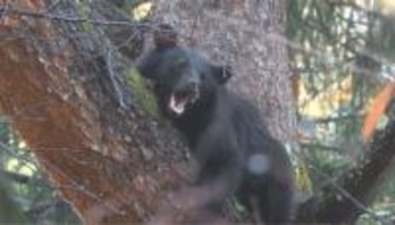 クマが柿の実を食べているのを市職員らが目撃「自宅近くにクマが」通報を受け駆けつけ発見　爆竹などで追い払い