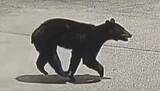 「クマが小学校の通学路に出没　道路を横切り、走っていく姿が防犯カメラに　住宅や店舗が立ち並ぶ市街地で目撃相次ぐ　警察などが周辺を警戒　長野・千曲市」の画像1