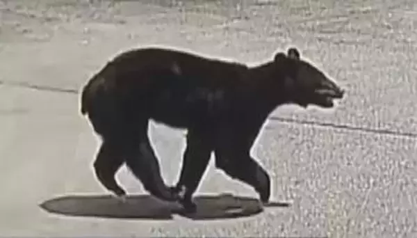 クマが小学校の通学路に出没　道路を横切り、走っていく姿が防犯カメラに　住宅や店舗が立ち並ぶ市街地で目撃相次ぐ　警察などが周辺を警戒　長野・千曲市