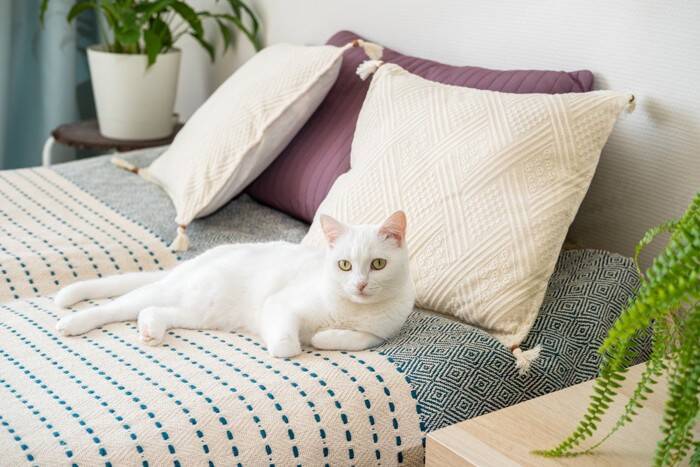 猫が『飼い主さんのお布団で寝たがる』4つの理由　逆に寝てくれない場合の原因も