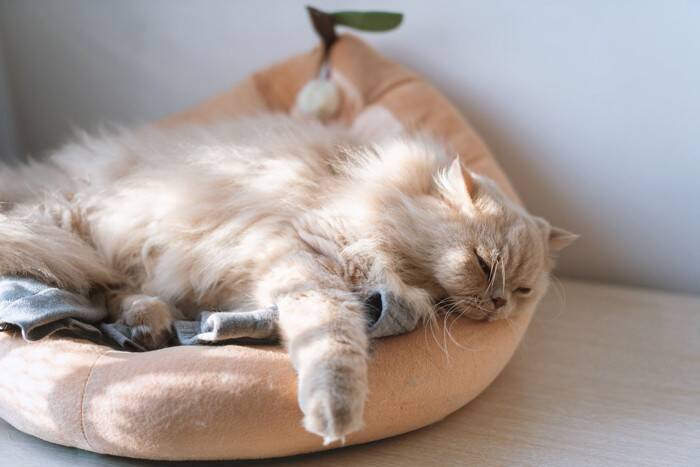 猫が『飼い主さんのお布団で寝たがる』4つの理由　逆に寝てくれない場合の原因も