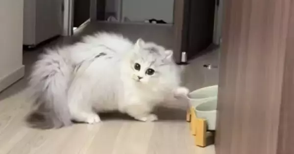 ご飯が入っていないことを確認した子猫→『次の瞬間』…笑撃すぎる『予想外の動き』が31万再生「江戸走りｗ」「かわいすぎて泣ける」