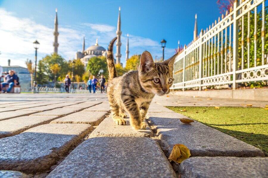猫は女性よりも、男性の飼い主に向かって「より多く鳴く」　トルコの学者が研究結果を発表
