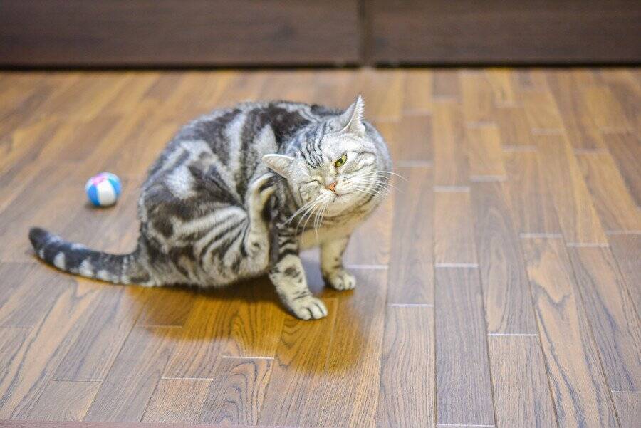 猫の『フィラリア症』が危険な理由5つ　突然死のリスクも？予防法まで解説