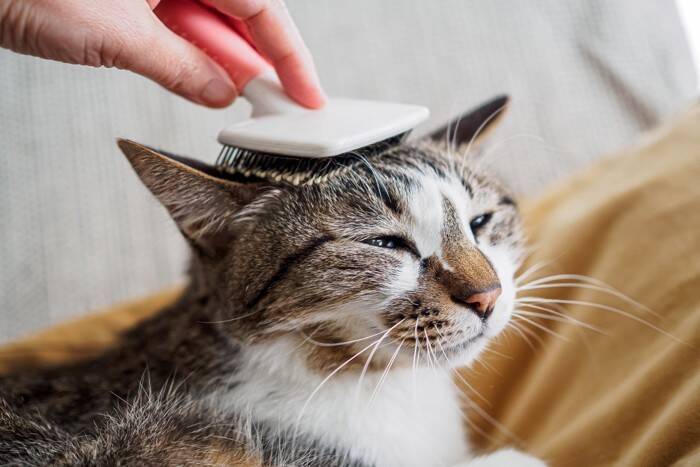 猫の『毛並みが悪くなった』ときの原因3つ　お手入れのポイントや改善策まで解説