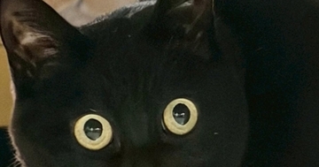 久しぶりに帰宅した『娘』に……黒猫が見せた『まさかのリアクション』に２万いいね「めっちゃ笑った」「マンガみたいな顔ｗ」と爆笑の声