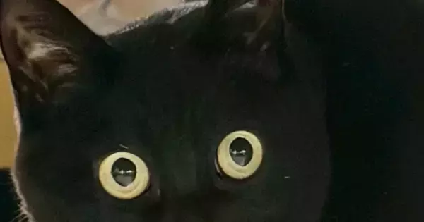 久しぶりに帰宅した『娘』に……黒猫が見せた『まさかのリアクション』に２万いいね「めっちゃ笑った」「マンガみたいな顔ｗ」と爆笑の声