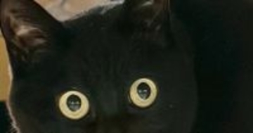 久しぶりに帰宅した『娘』に……黒猫が見せた『まさかのリアクション』に２万いいね「めっちゃ笑った」「マンガみたいな顔ｗ」と爆笑の声