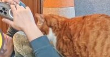 寝転がってスマホを見ていると、『猫』がやってきて……『うらやましすぎる光景』が182万表示「動きが慣れているｗ」「うわぁいいなぁ」