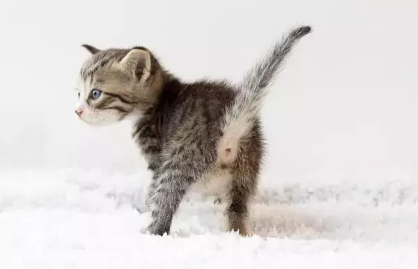 猫の『おしり』に関連する危ない病気4選　放置してはいけない理由や早期発見するためのポイント
