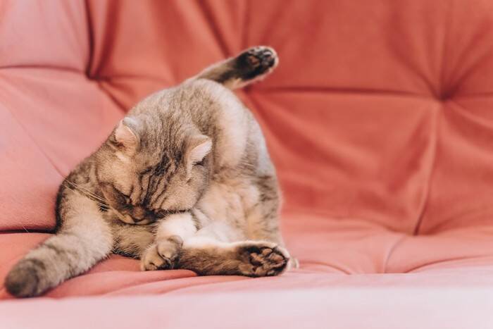 猫の『おしり』に関連する危ない病気4選　放置してはいけない理由や早期発見するためのポイント