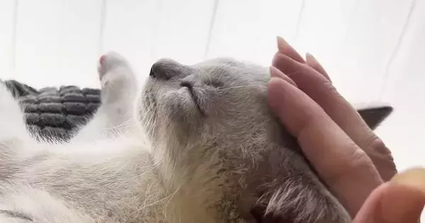 気持ちよさそうに撫でられる子猫→飼い主が『手を止める』と…続けざるを得ない『かわいいアピール』に「エンドレスマッサージ」「天使」と反響