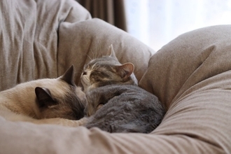 猫は『性別の組み合わせ』によって相性が異なる？4つのパターン別の傾向や多頭飼いするときの注意点も