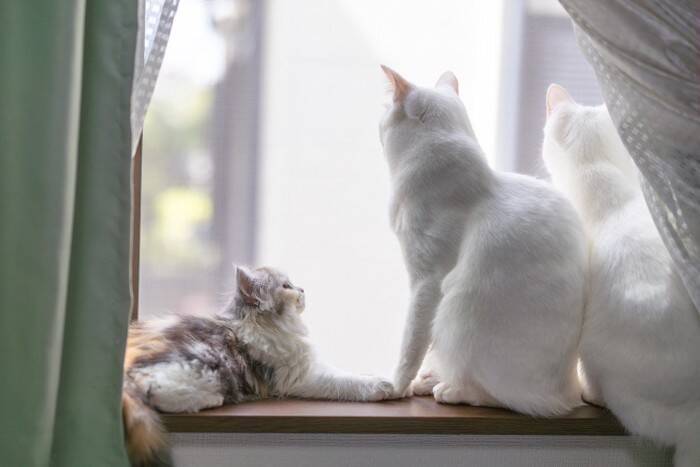 猫は『性別の組み合わせ』によって相性が異なる？4つのパターン別の傾向や多頭飼いするときの注意点も