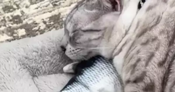 魚のおもちゃを『枕』にして『眠る猫』を見ていると……『驚きの光景』に爆笑の声「二度見してしまったｗ」「寝れるのすごいｗ」と15万再生