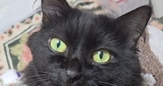 スマホを使っていると、猫のおててが当たって…隣を見てみると→『まさかのポーズ』に2万いいね「イケニャン」「付き合ってくださいみたいな」