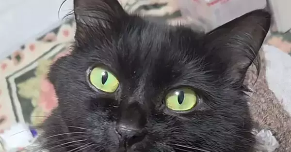 スマホを使っていると、猫のおててが当たって…隣を見てみると→『まさかのポーズ』に2万いいね「イケニャン」「付き合ってくださいみたいな」