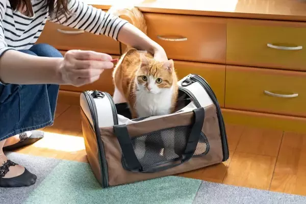 猫を『車に乗せて移動』するときの注意点3つ　起こりうる事態や安全を守るためのポイント
