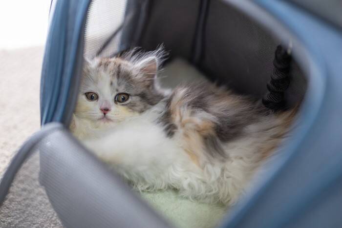 猫を『車に乗せて移動』するときの注意点3つ　起こりうる事態や安全を守るためのポイント