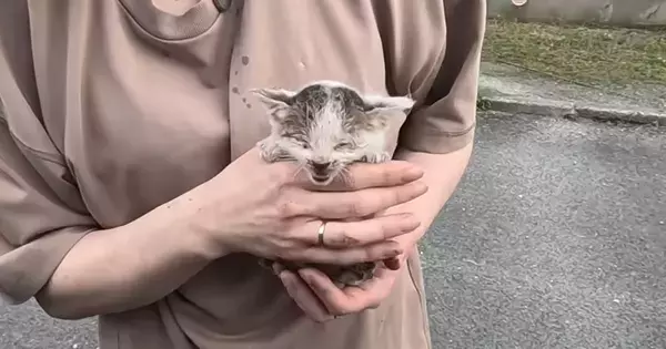 手の届かない下水管の中で『3日間鳴き続けていた子猫』→保護から4か月…現在の様子に感動の声「本当によく頑張った」「素敵」と83万再生