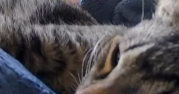 ペットカメラをのぞくと、気持ちよさそうに眠っていた猫→カメラを動かしたら…笑撃の光景が620万再生「めっちゃ笑った」「片目開いてる」