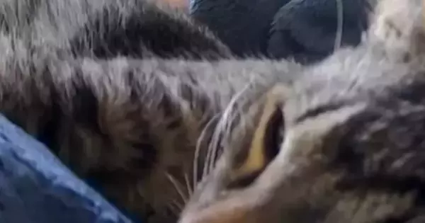 ペットカメラをのぞくと、気持ちよさそうに眠っていた猫→カメラを動かしたら…笑撃の光景が620万再生「めっちゃ笑った」「片目開いてる」