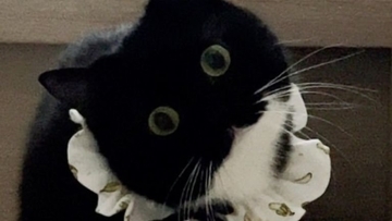 スリッパが3足かと思ったら……まさかの『完璧に擬態した猫の姿』が凄すぎると398万表示「うっかり履いちゃいそう」「真似てるｗ」