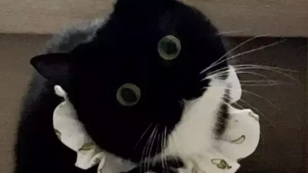 スリッパが3足かと思ったら……まさかの『完璧に擬態した猫の姿』が凄すぎると398万表示「うっかり履いちゃいそう」「真似てるｗ」