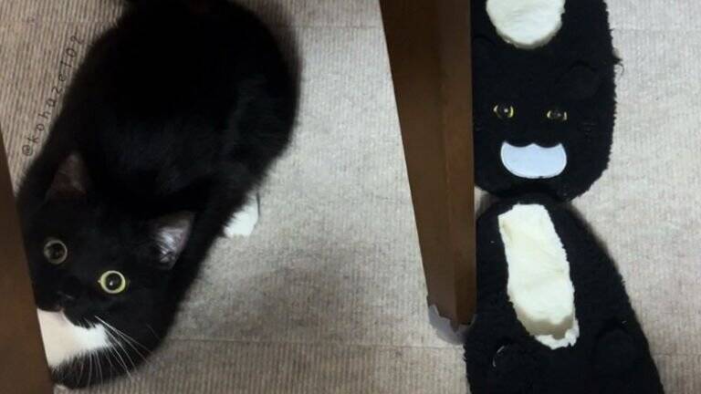 スリッパが3足かと思ったら……まさかの『完璧に擬態した猫の姿』が凄すぎると398万表示「うっかり履いちゃいそう」「真似てるｗ」