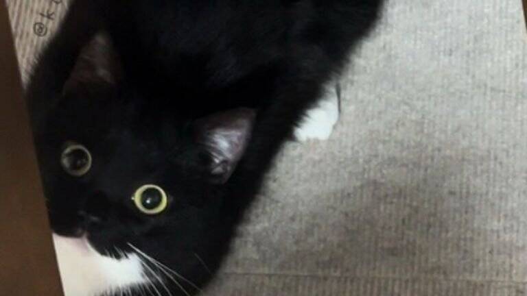 スリッパが3足かと思ったら……まさかの『完璧に擬態した猫の姿』が凄すぎると398万表示「うっかり履いちゃいそう」「真似てるｗ」