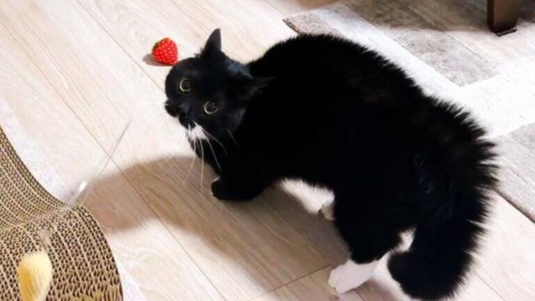 スリッパが3足かと思ったら……まさかの『完璧に擬態した猫の姿』が凄すぎると398万表示「うっかり履いちゃいそう」「真似てるｗ」