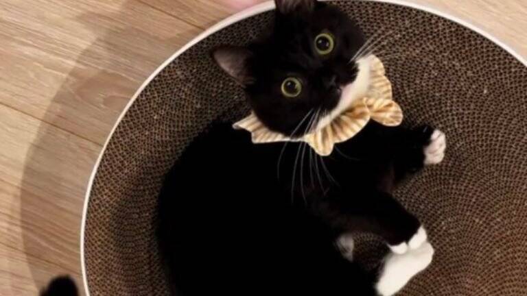 スリッパが3足かと思ったら……まさかの『完璧に擬態した猫の姿』が凄すぎると398万表示「うっかり履いちゃいそう」「真似てるｗ」