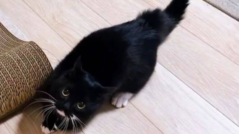 スリッパが3足かと思ったら……まさかの『完璧に擬態した猫の姿』が凄すぎると398万表示「うっかり履いちゃいそう」「真似てるｗ」