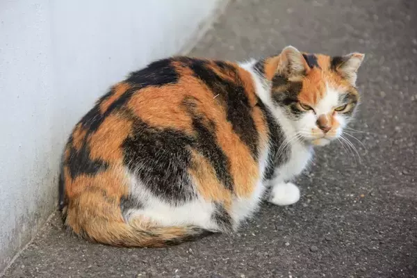 『初対面の猫』にやってはいけないNG挨拶4選　拒まれる理由や仲良くなるためのコツをご紹介