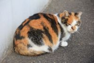 『初対面の猫』にやってはいけないNG挨拶4選　拒まれる理由や仲良くなるためのコツをご紹介