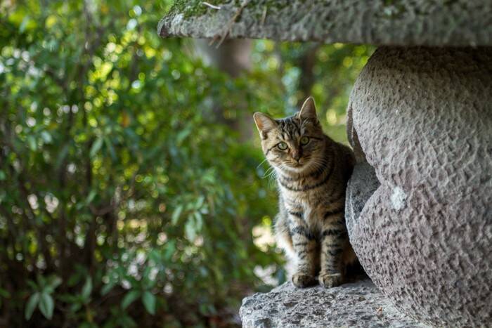 『初対面の猫』にやってはいけないNG挨拶4選　拒まれる理由や仲良くなるためのコツをご紹介