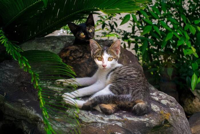 『初対面の猫』にやってはいけないNG挨拶4選　拒まれる理由や仲良くなるためのコツをご紹介