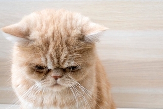 猫の心を傷つけてしまう『人間の言葉』4つ　避けるべき理由や及ぼす悪影響も解説