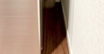 『いなくなった猫』を探していると、狭い隙間の中で…まさかの瞬間が可愛すぎると６万いいね「ジャストフィットｗ」「入り方が知りたいｗ」