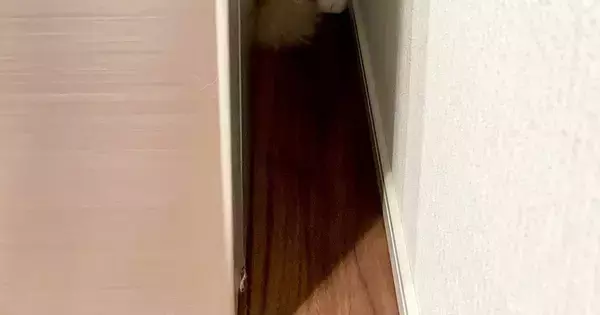 『いなくなった猫』を探していると、狭い隙間の中で…まさかの瞬間が可愛すぎると６万いいね「ジャストフィットｗ」「入り方が知りたいｗ」